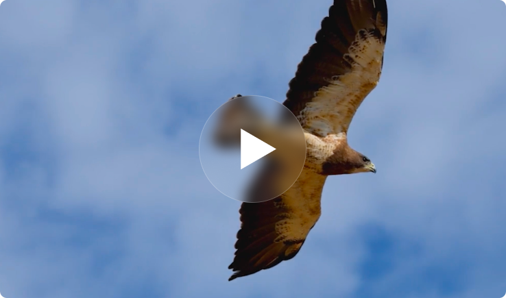 oEnergy — institutional video